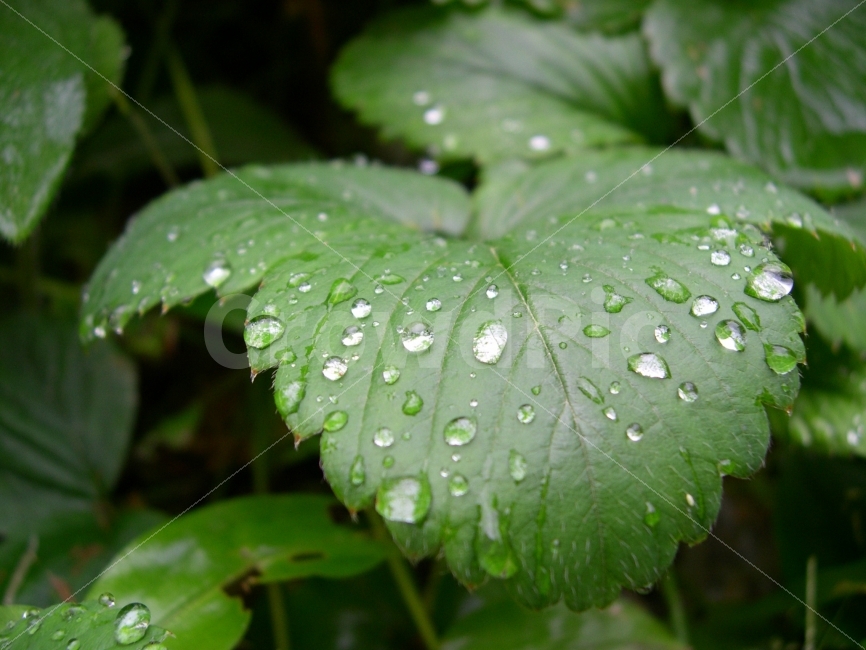 식물,물방울,자연,이슬,nature,식물,자연,plants,nature