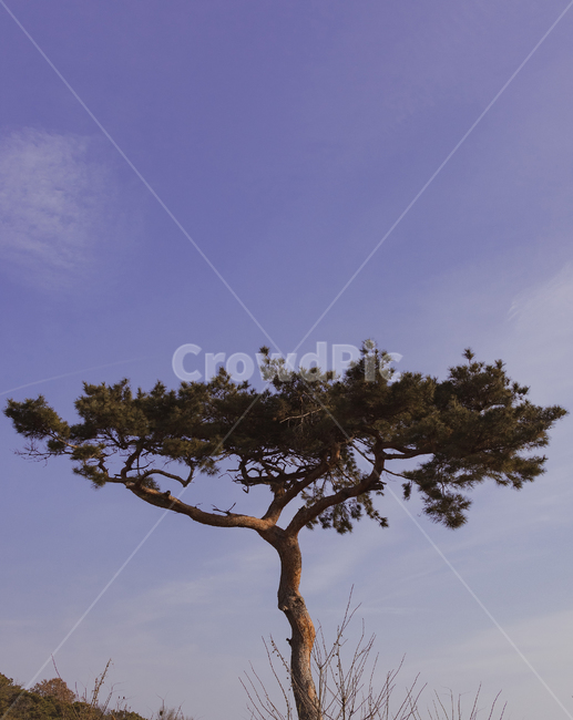 plant,식물,나무,nature,자연,outdoors,옥외,landscape,tree,나무줄기,treetrunk,나무,trees,wood