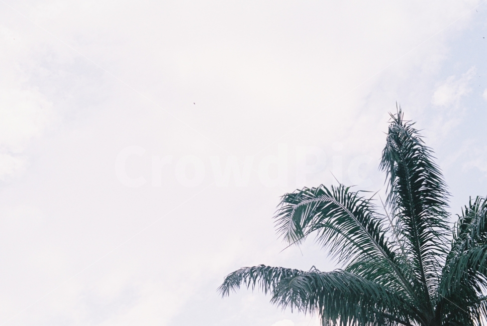 하늘,야자수,구름,식물,나무,sky,tree,plant,감성사진,필름사진,식물,자연,plants,nature