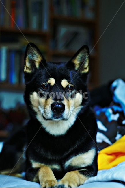 강아지,블랙탄,네눈박이,멍멍이,개,동물,animal,포유류,mammal,개,강아지,dog,doggy