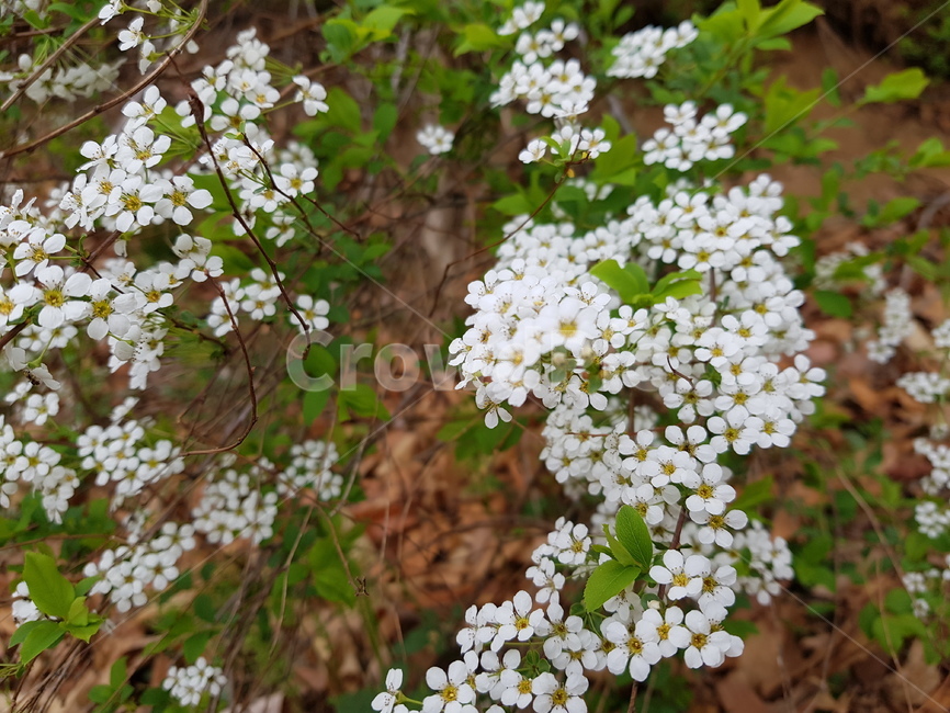 summer,spring,flower,봄여름,꽃,식물