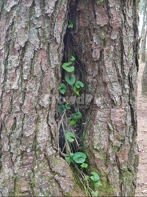 tree,나무,treetrunk,나무줄기,plant,식물,움트다,생명,소나무,공생,식물,자연,plants,nature