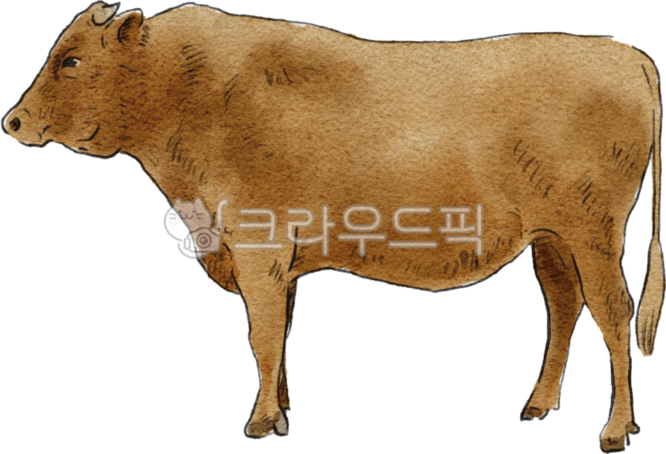 소, 황소, 한우, 한우수채화, koreancow, 사진,이미지,일러스트,캘리그라피 - 안갱작가