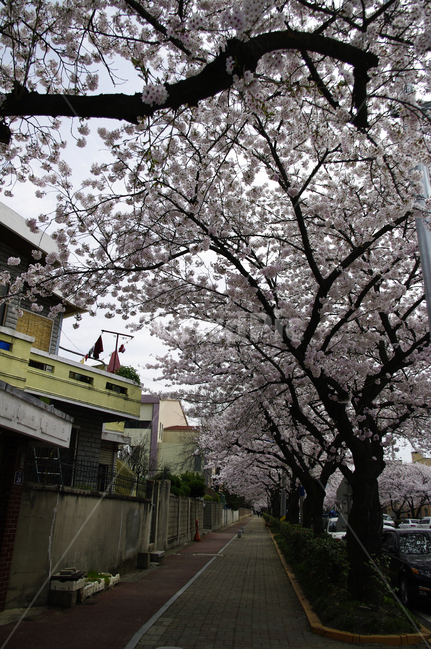 진해,벚꽃,나무,거리,봄,꽃,식물,봄,계절,spring,season,plant,flower,blossom