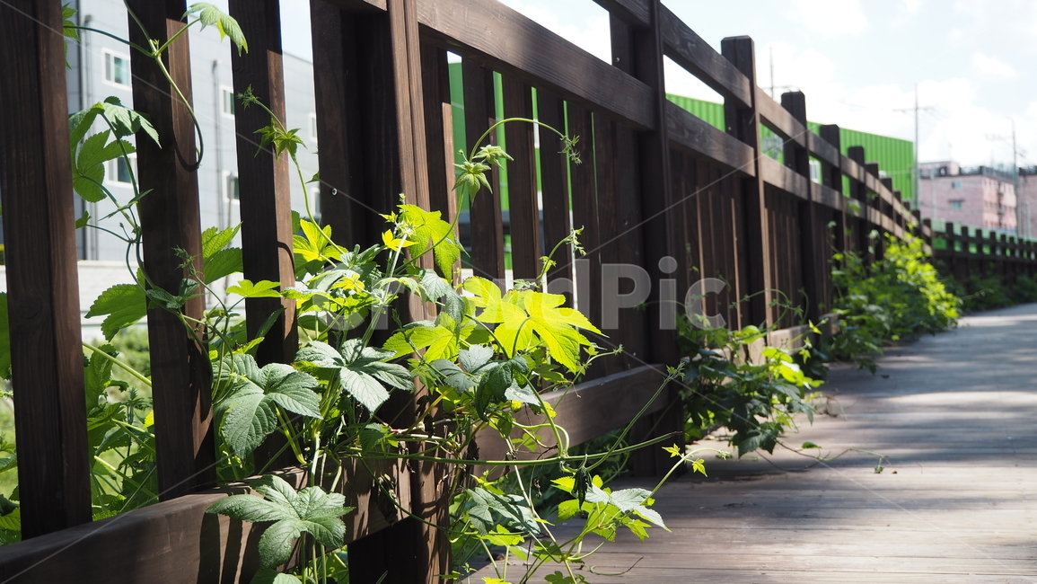 식물,야외,그린,plants,outdoors,green,식물,자연,plants,nature