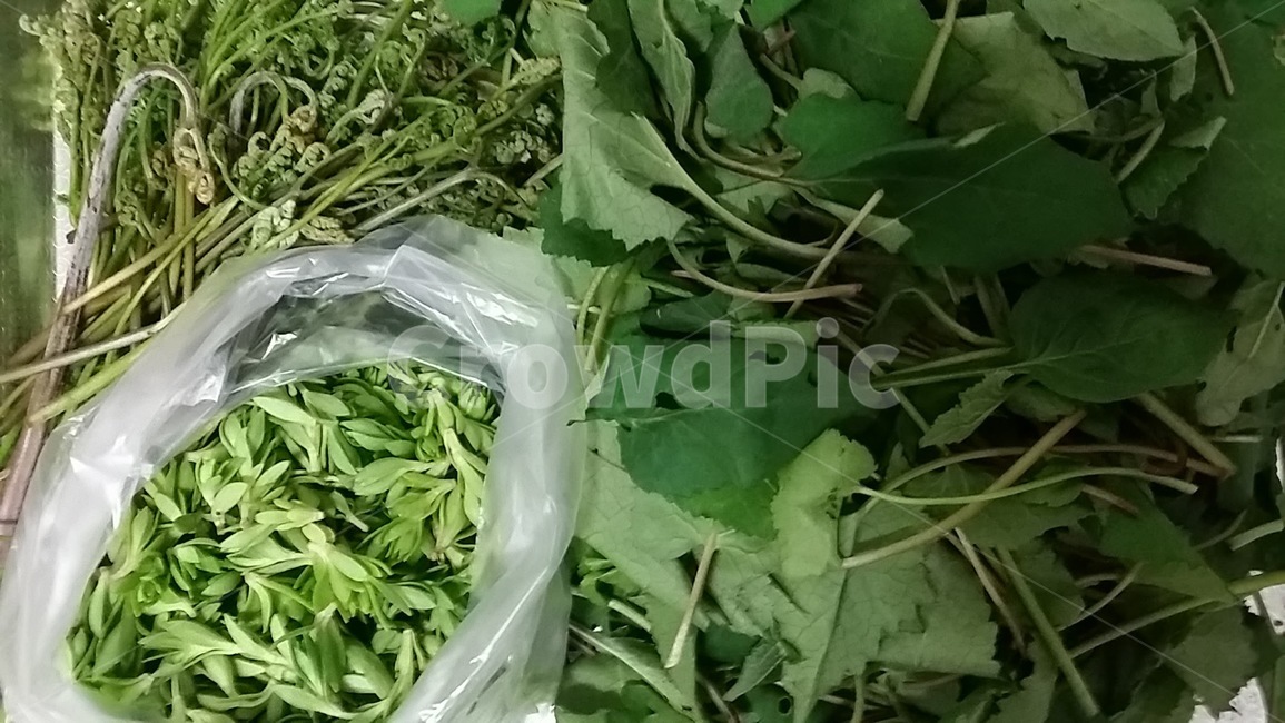 식물,나물,봄,고사리,취나물,식물,자연,plants,nature
