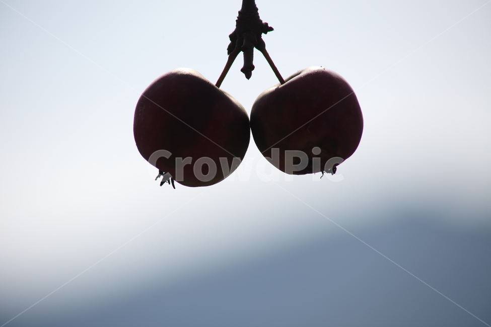 꽃사과,사과,과일,열매,hallcrabapple,과일,열매,fruit
