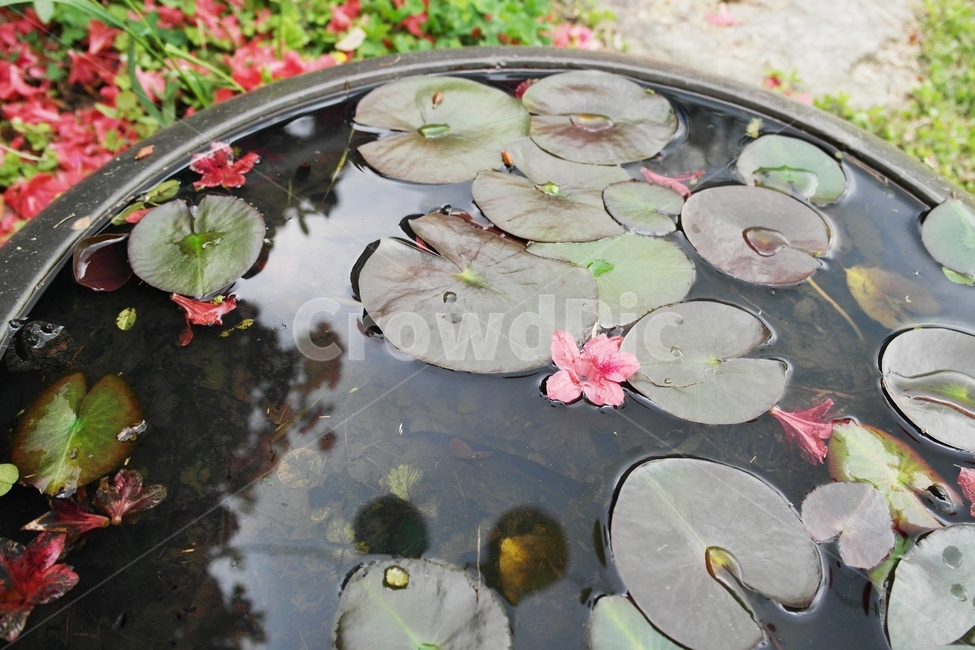 화순,만연사,연꽃,연잎,철쭉,풍경,한국풍경,자연,자연경관,꽃,flower