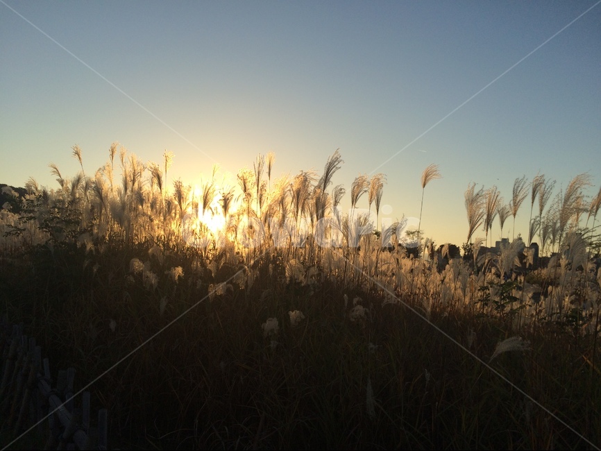 태화강,노을,해질녘,갈대,가을,가을,계절,fall,autumn,season,자연,풍경,nature,landscape,grass,잔디,plant,식물,lawn