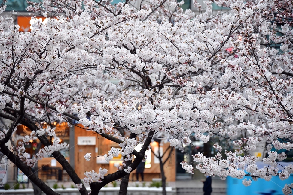 벚꽃,나무,봄,식물,꽃,flower