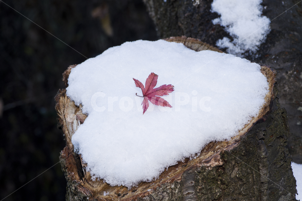 잎,leaf,plant,식물,tree,나무,나무등걸,단풍,하트,겨울,계절,winter,season