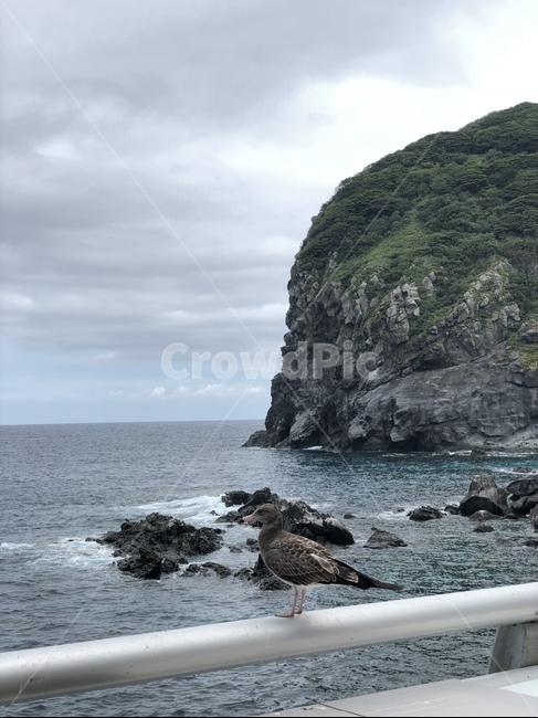 울릉도,바다,하늘,섬,파도,새,갈매기,자연,풍경,nature,landscape,한국자연풍경,한국자연경관,korea nature landscape,promontory,곶,bird,animal,동물,outdoors,옥외,sea,ocean,대양,water,물,land,땅,shoreline,해안선,cliff,낭떠러지