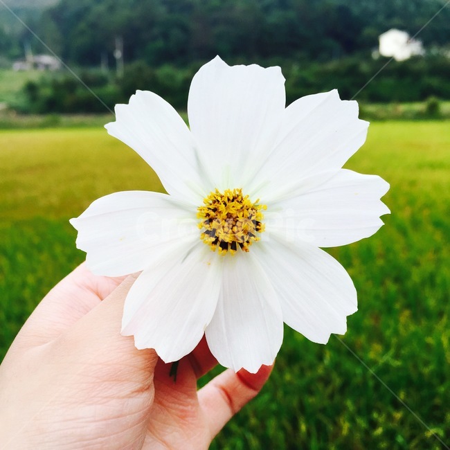 꽃,들판,손,야생화,흰꽃