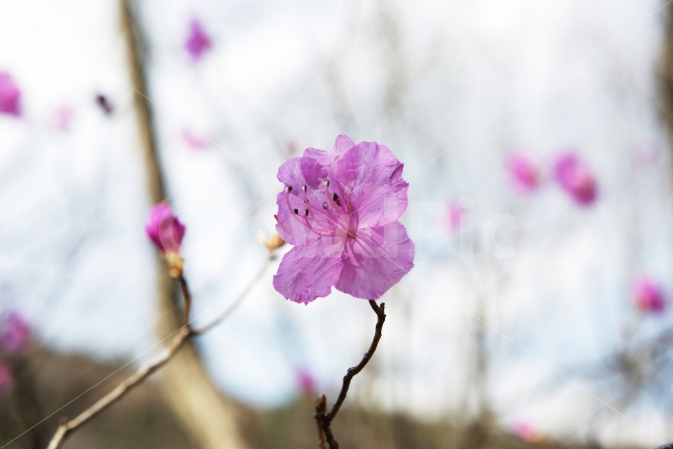 봄,꽃,접사,주말,나들이,맑음,배경화면,꽃사진,진달래,꽃송이,보라색,배경,화면,데일리,꽃놀이,식물,자연,plants,nature,봄,계절,spring,season,꽃,flower,blossom,geranium,제라늄,plant