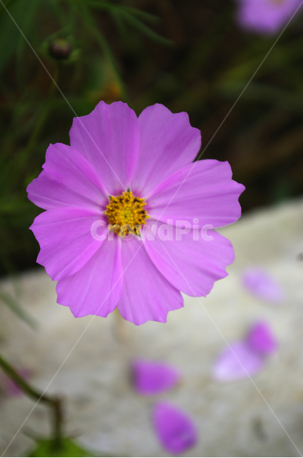 코스모스,꽃,flower,식물,plant,가을,가을,계절,fall,autumn,season,식물,자연,plants,nature,꽃,flower,geranium,제라늄,blossom