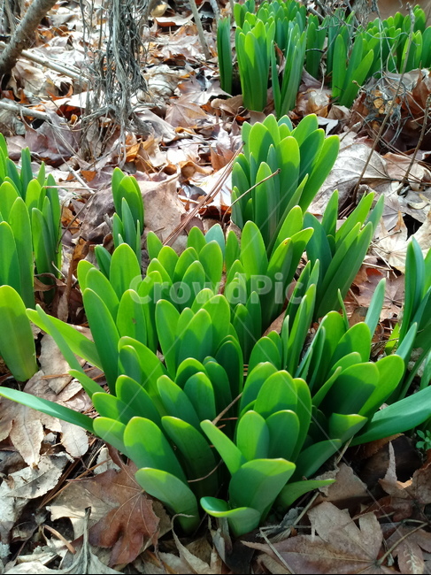 새싹,식물,자연,잎,꽃무릇,상사화,plant,leaf,식물,자연,plants,nature