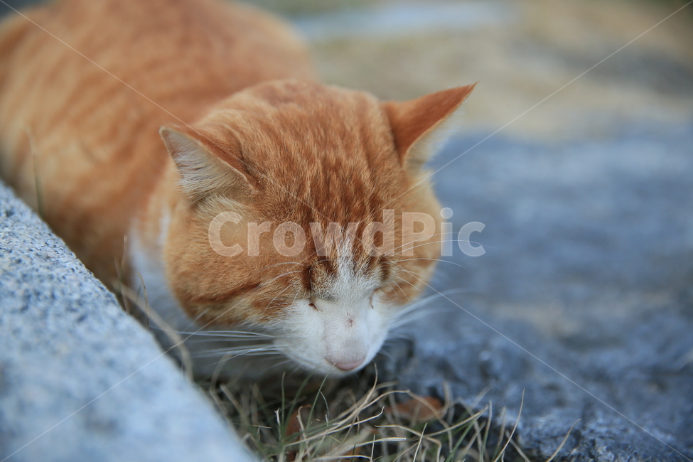 야생고양이,야외,평온한,여유로움,귀여운,동물,animal,포유류,mammal,고양이,cat,kitten,kitty