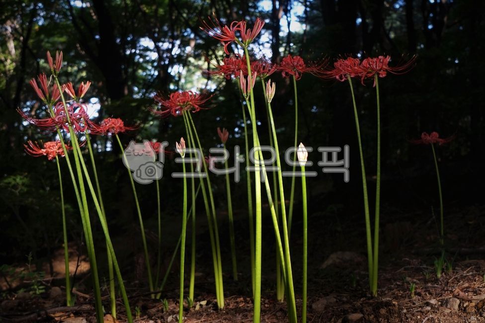 꽃무릇,개난초,자화석산,하수선,다년생초,백합과,유독성식물