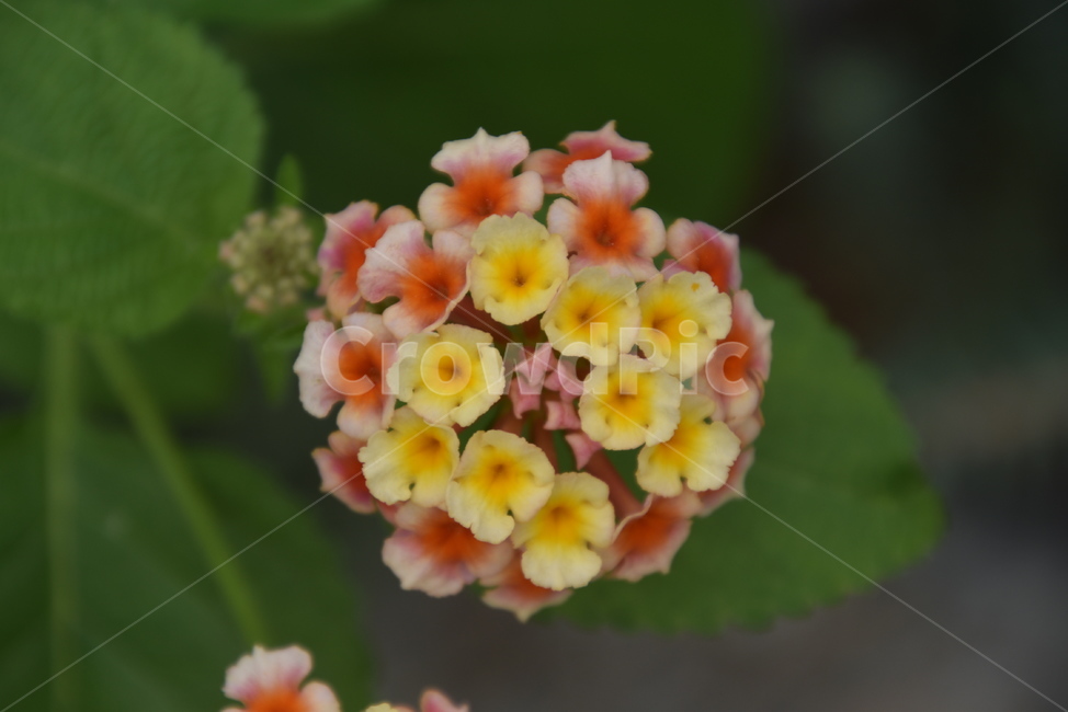 plant,식물,꽃,수목원,flower,식물,자연,plants,nature,꽃,flower