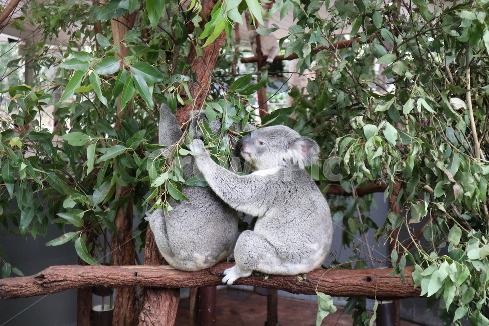 Koala,animal,australia,cute animals,Australia