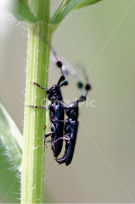 곤충,하늘소,자연,생태,환경,동물,animal,곤충,벌레,insect,bug