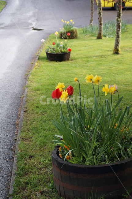 식물,plant,튤립,야외,수선화,노란꽃,빨간,식물,자연,plants,nature,꽃,flower