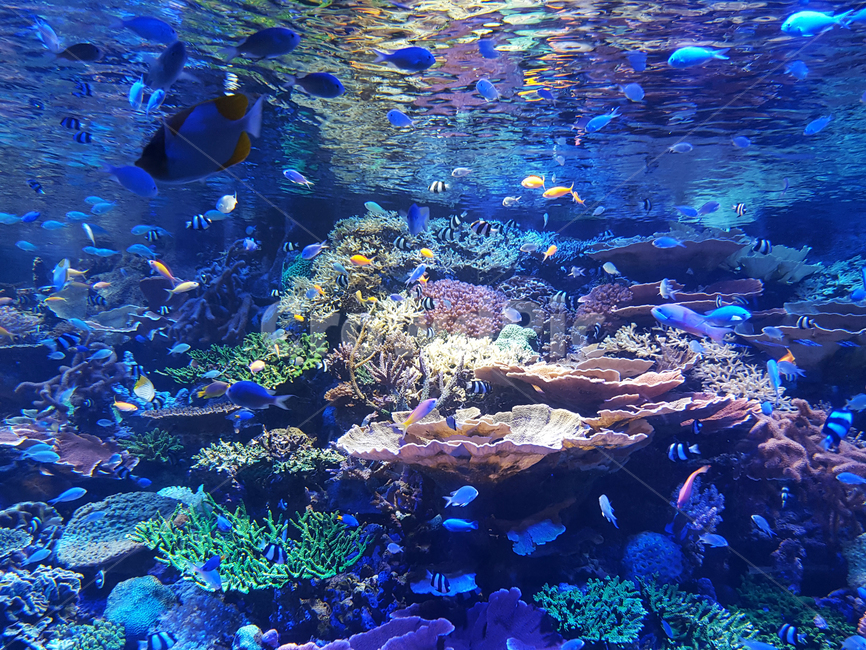 아쿠아리움,열대어,바다,말미잘,산호초,동물,animal,어류,물고기,fish