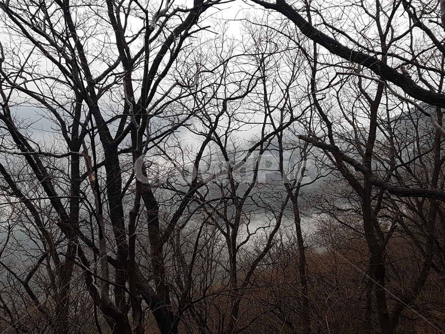 비오는날,구덕산,운무,겨울비,나목,자연,풍경,nature,landscape,tree,나무,plant,식물,tree trunk,나무 줄기