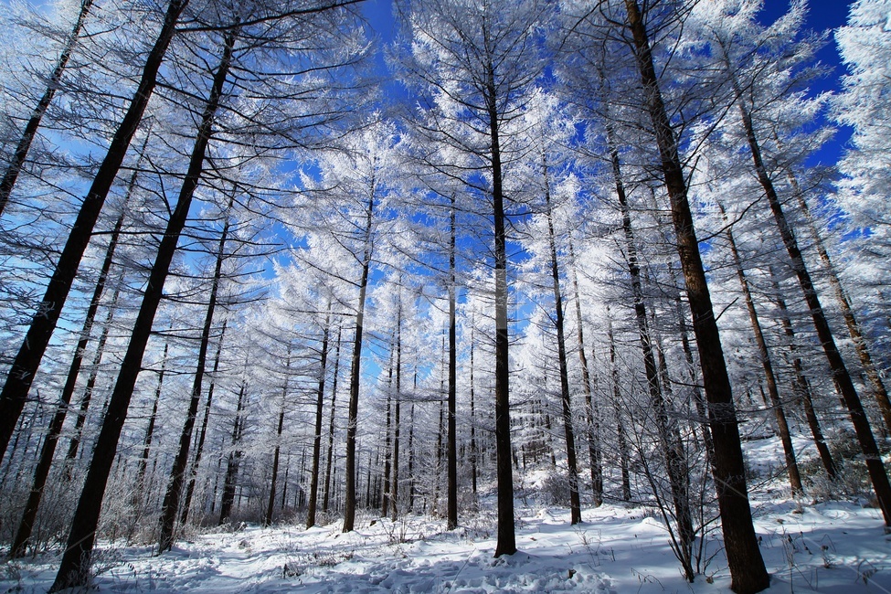 함백산,만항재,설경,풍경,겨울,겨울,계절,winter,season,자연,풍경,nature,landscape,tree,나무,plant,식물,outdoors,옥외