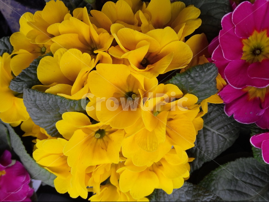 노랑색,봄,꽃,원예,화초,관상식물,식물,자연,plants,nature,꽃,flower