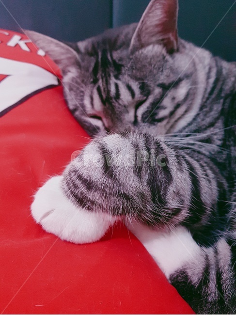 고양이,반려동물,동물,길고양이,코숏,동물,animal,포유류,mammal,고양이,cat,kitten,kitty