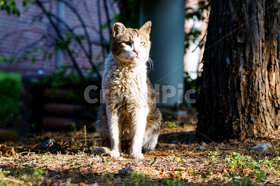 고양이,길고양이,길냥이,야옹이,냐옹이,애완묘,반려묘,애완동물,펫,캣,도둑고양이,야생동물,pet,cat,alleycat,wild,wildlife,동물,animal,포유류,mammal,고양이,cat,kitten,kitty
