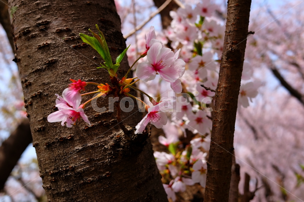 벚꽃,봄,꽃,나무,자연,풍경,봄,계절,spring,season,식물,자연,plants,nature,꽃,flower,plant,blossom