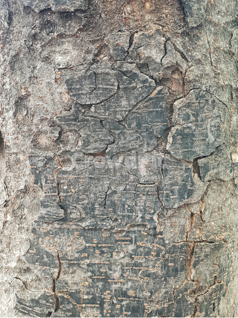 나무,나무배경,나무텍스쳐,나무껍질,나무질감,질감,텍스쳐,패턴,wood,tree,texture,pattern,무늬,자연,식물,나무,trees,wood