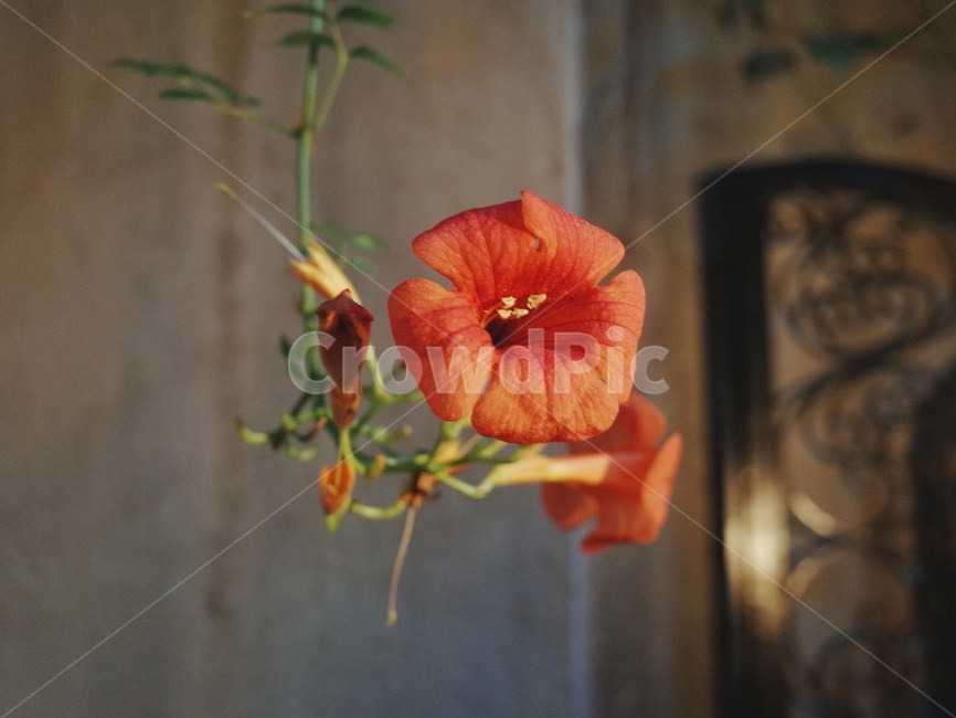 능소화,꽃,주황색,붉은꽃,여름,plant,식물,flower,식물,자연,plants,nature,꽃,flower