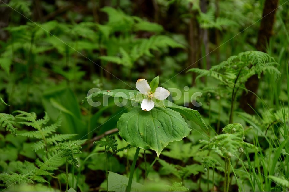 연영초,야생화,꽃,식물,자연,생태,플라워,flower,plants,nature,식물,자연,plants,nature,꽃,flower