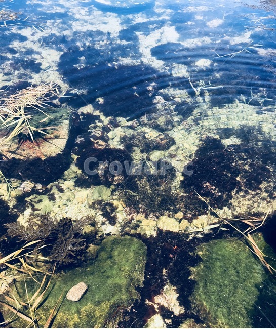 자연,풍경,바다,해변,주문진,자연,풍경,nature,landscape,plant,식물,algae,조류
