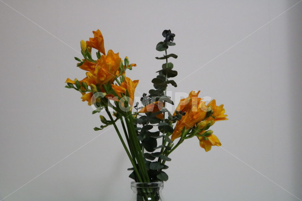 꽃,봄,봄날,프리지어,후레지아,후리지아,노란꽃,식물,흰배경,flower,spring,yellow,plant,freesia,식물,자연,plants,nature,꽃,flower,실내용화초,화분,화초,house plant