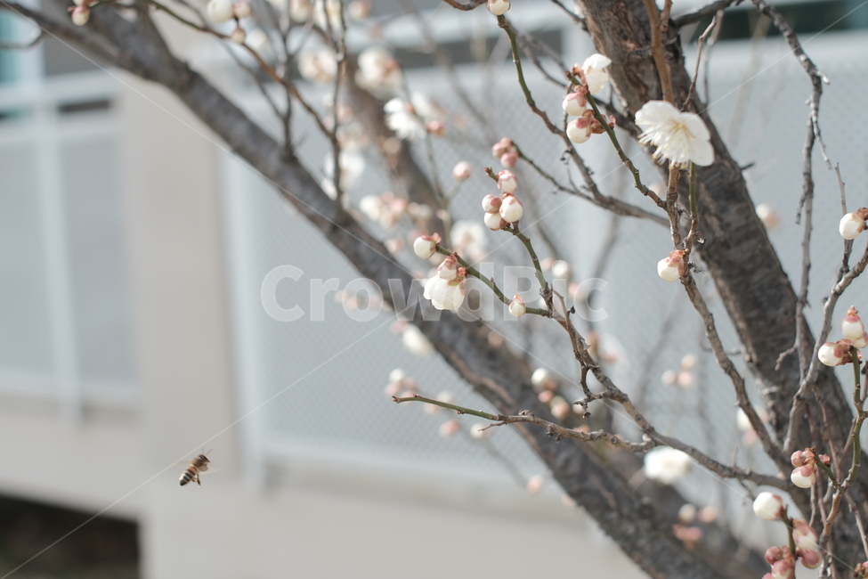 봄,꿀벌,꽃,나들이,꽃나무,봄,계절,spring,season,식물,자연,plants,nature,꽃,flower,plant