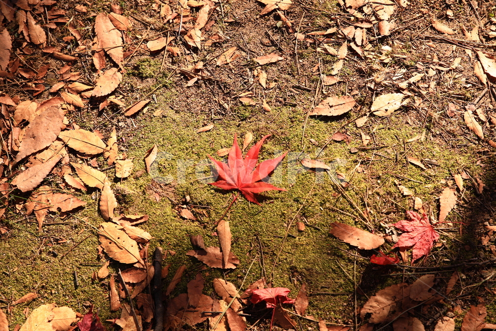 잎,식물,낙엽,풍경,plant,가을,계절,fall,autumn,season