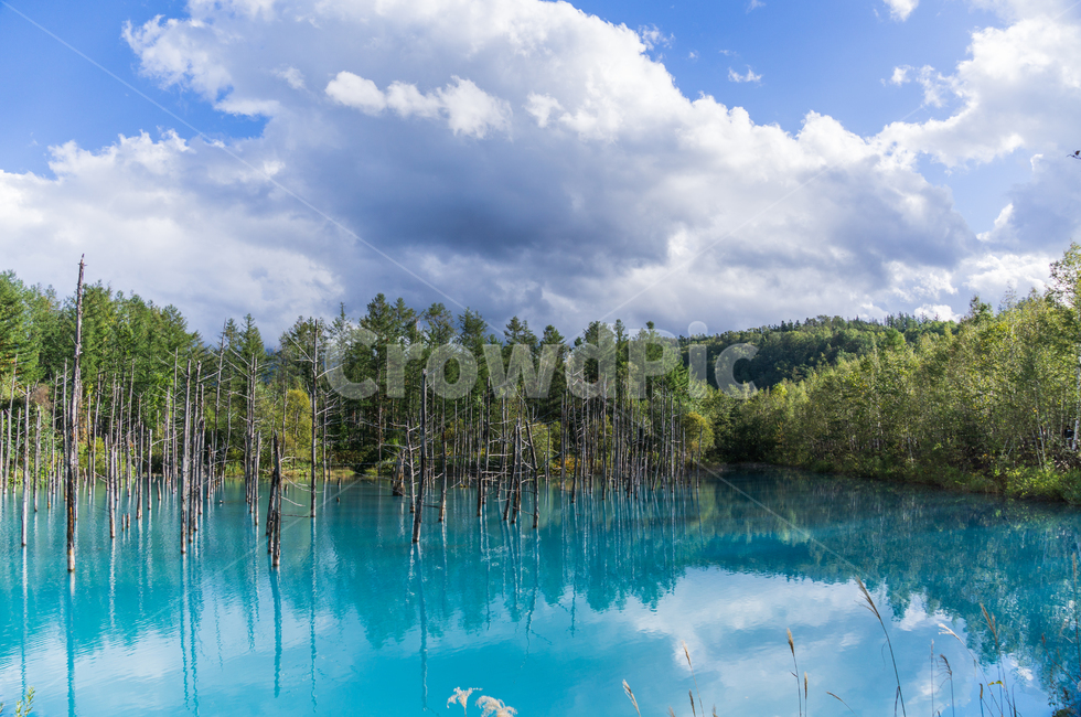 pond,Cheongui Lake,nature,tree,Japanese scenery,Hokkaido,BiA Tour,Aoiike,natural scenery,old tree,landscape,BA