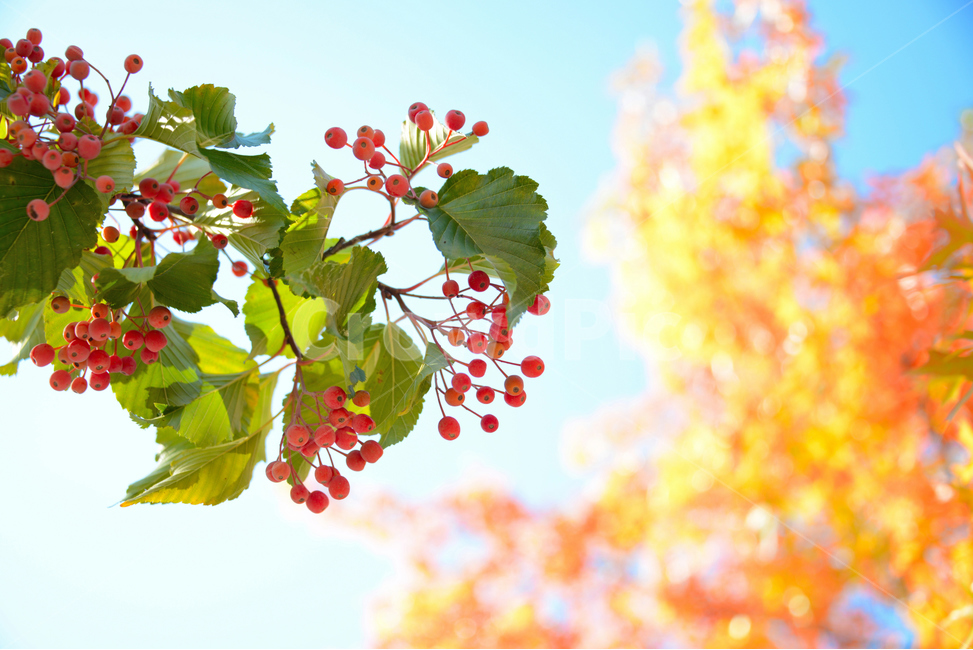 가을,단풍,하늘,단풍잎,빨간열매,fall,autumn,leaf,bluesky,maple,아름다운,나무,tree,beutiful,밝은,맑음,따뜻한,감성,예쁜,자연,식물,팥배나무,가을,계절,fall,autumn,season,과일,열매,fruit,plant