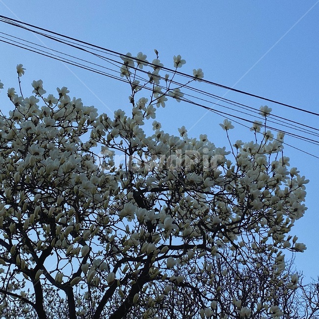 cable,꽃,봄,하늘,목련,벚꽃,파랑,하늘색,전기줄,전선,케이블,blue,skyblue,bloom,flower