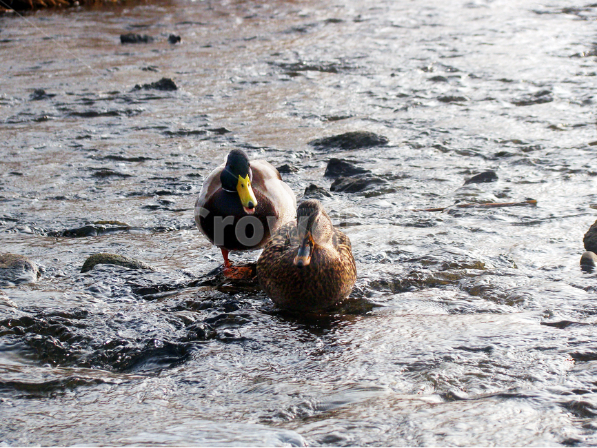 오리,조류,개울가,한쌍,duck,동물,animal,조류,새,birds