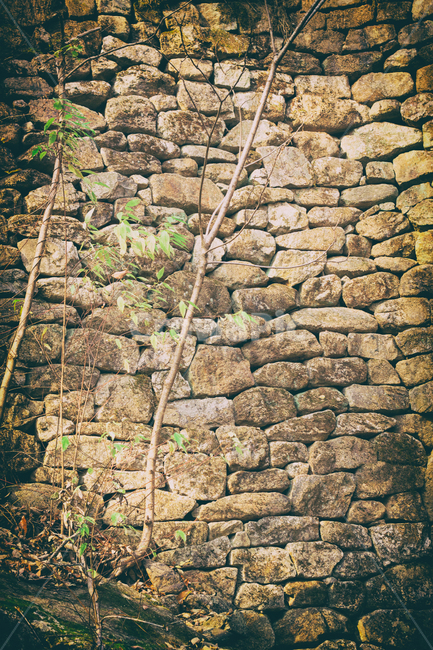 가을,담,담벼락,식물,계절,낙옆,햇빛,fall,autumn,wall,plant,자연,풍경,nature,landscape,seasons,자연,풍경,nature,landscape,벽