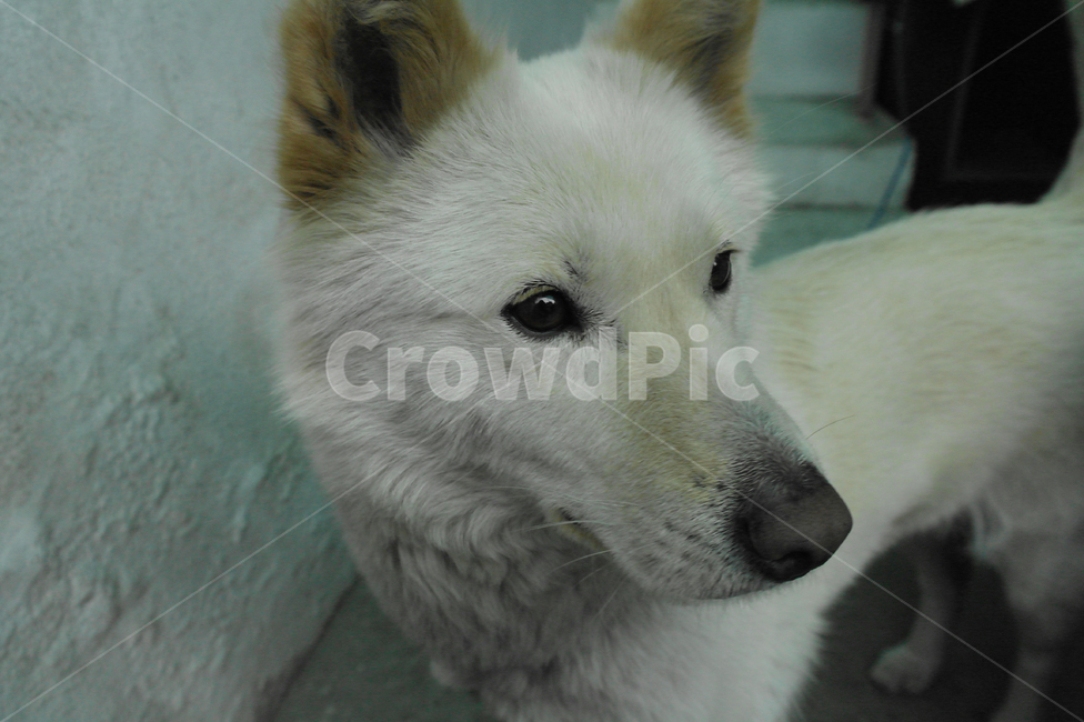 진돗개,강아지,반려견,장모종진돗개,dog,친구,기분좋은표정,클로즈업,개,백구
