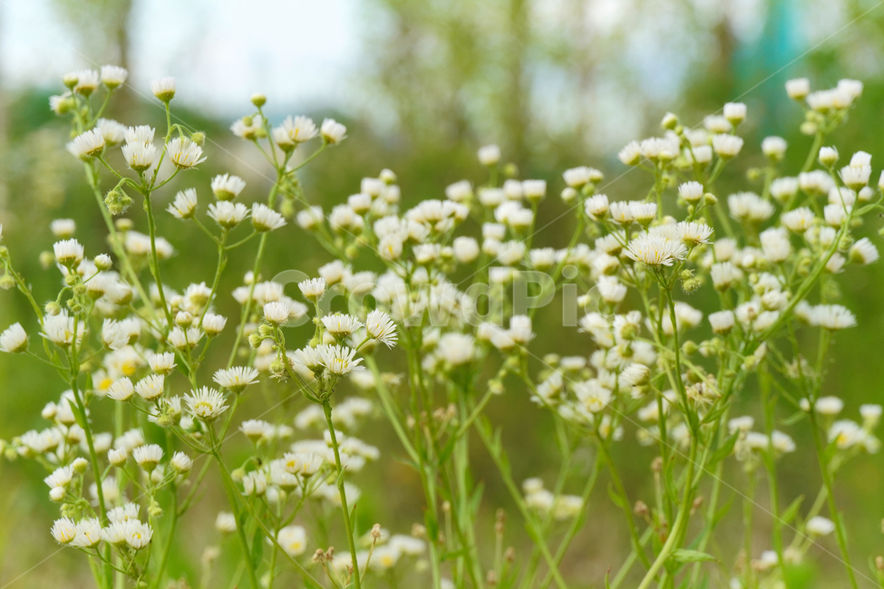 꽃,자연,접사,흰색,힐링,신선함,안식처,아름다움,season,plants,nature,white,flower,sensible,feeling,색깔,색상,색채,색감,colorsense,colorsensitivity,feelingofcolor,감성,평온함,느낌,휴식,koreanature