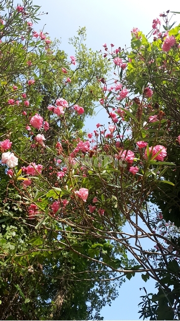 꽃,분홍,하늘,나무,자연,풍경,따사로움,맑음,분홍색,초록색,하늘색,pink,flower,sky,tree,nature,landscape,scenery,green,skyblue,warm,sunny,식물,자연,plants,nature,꽃,flower