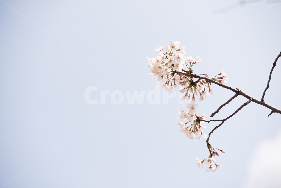 벚꽃,나무,분홍,봄,꽃,봄,계절,spring,season,식물,자연,plants,nature,꽃,flower,감성,sensible,feeling,plant
