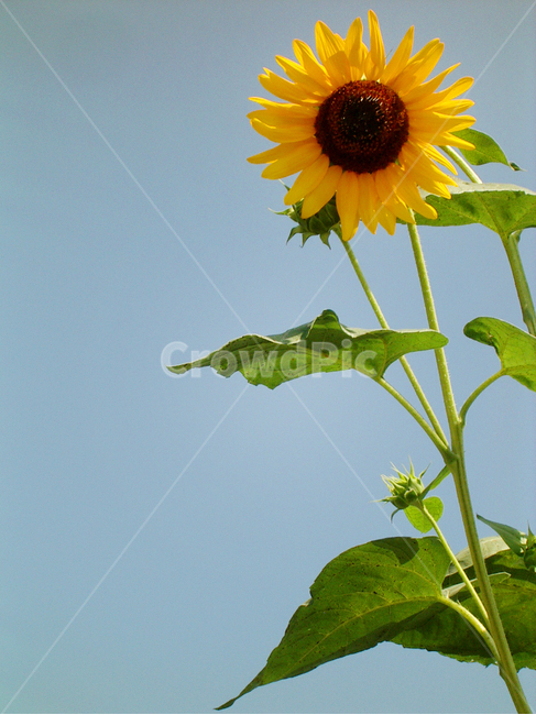 해바라기,꽃,하늘,sunflower,sky,flower,flora,bloom,감성,여름,summer,자연,식물,식물,자연,plants,nature,꽃,flower